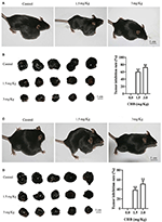 Frontiers | Chamaejasmin B Decreases Malignant Characteristics of Mouse ...