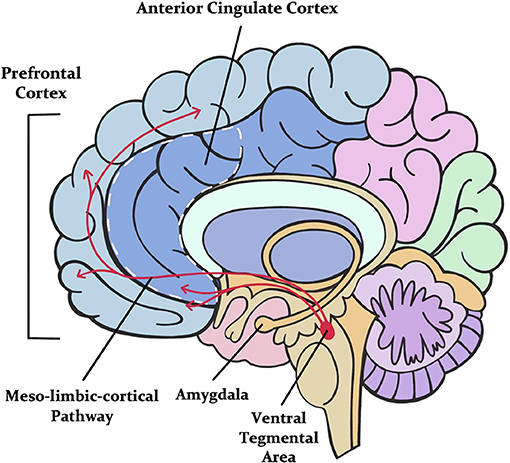 图3 -大脑的部分参与令人窒息的压力。