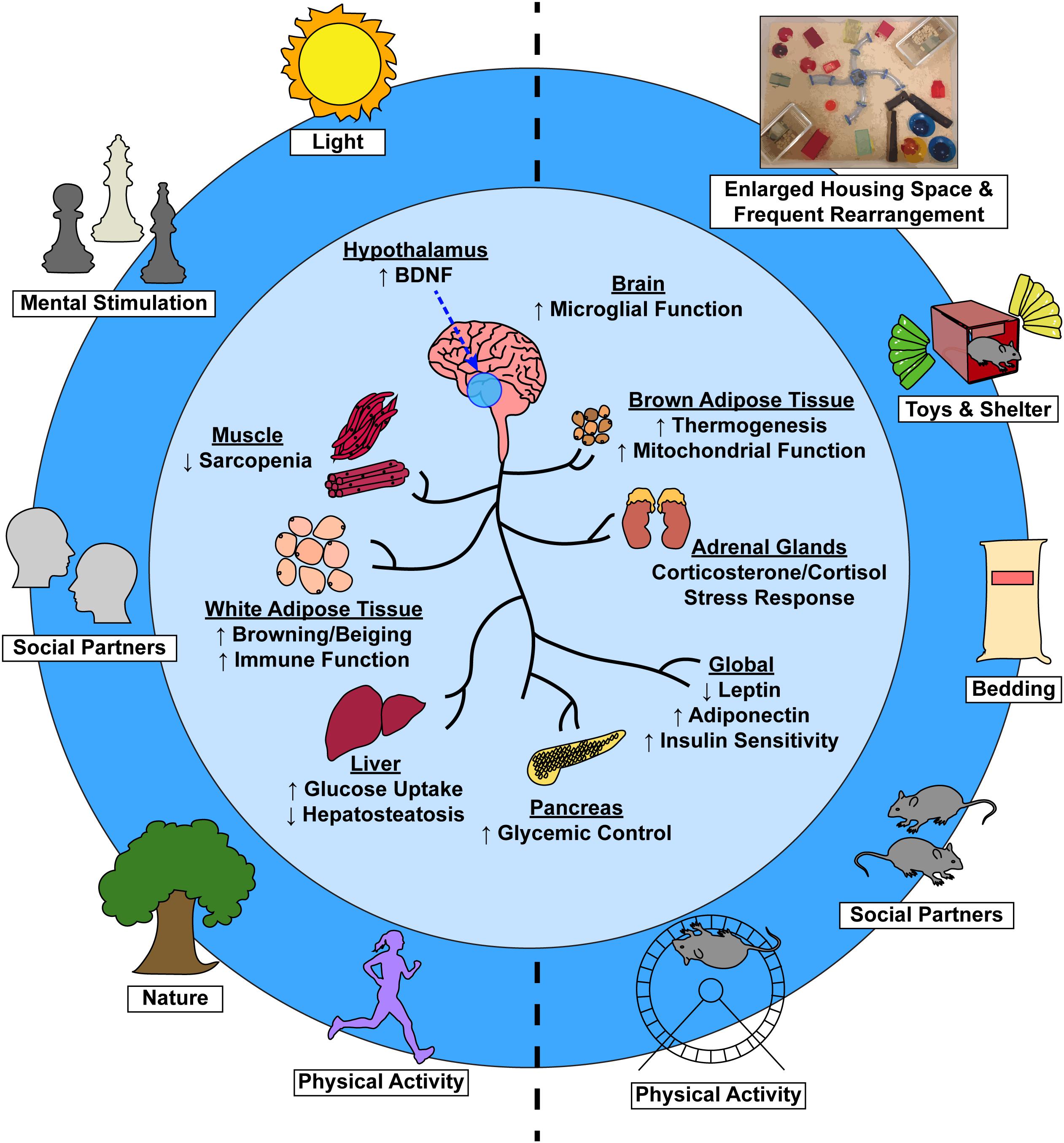 Frontiers Improvements To Healthspan Through Environmental Enrichment 