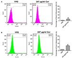 Frontiers | Carvacrol Induces Candida albicans Apoptosis Associated ...