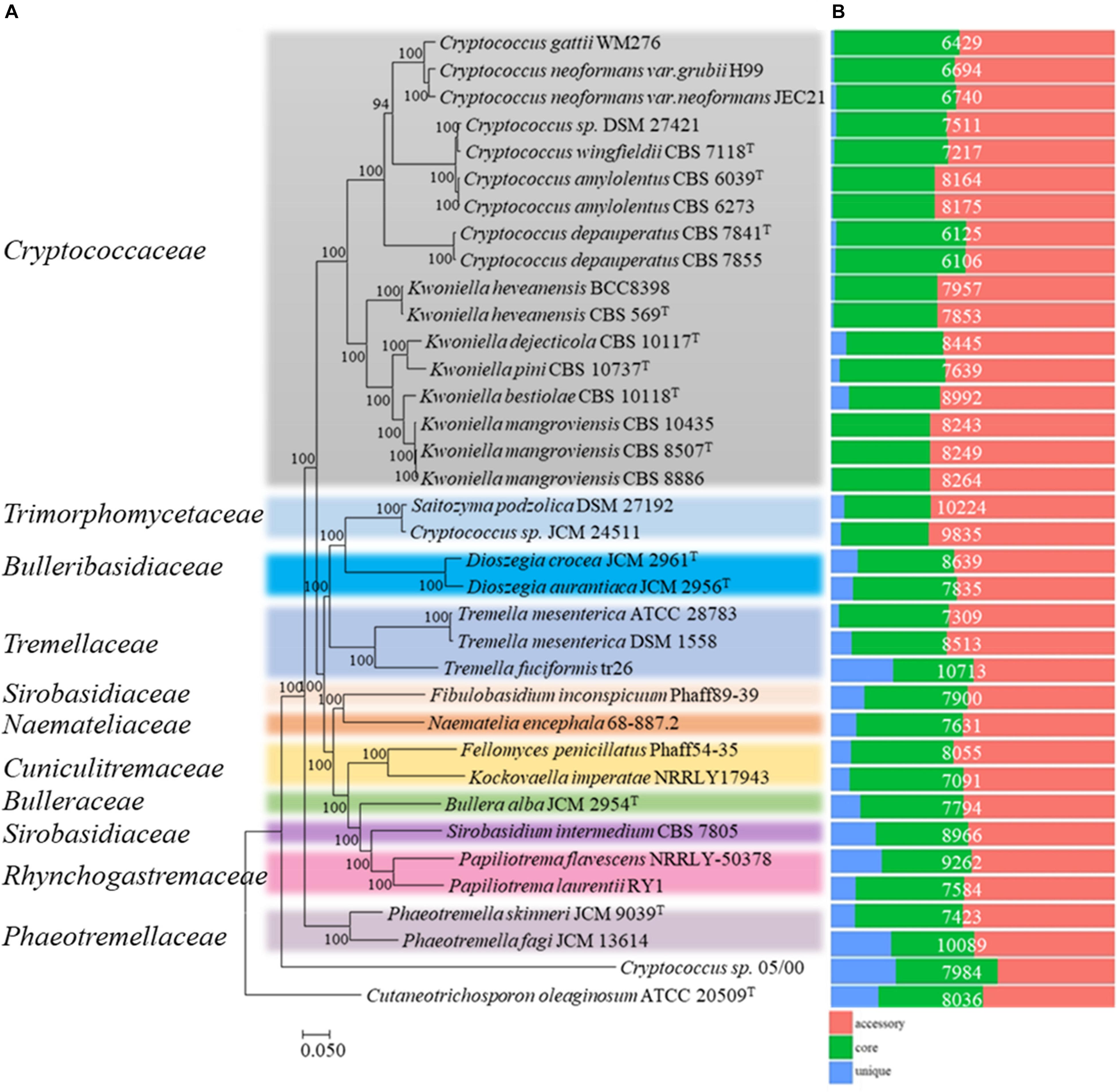 Frontiers In Silico Proteomic Analysis Provides Insights Into Phylogenomics And Plant Biomass Deconstruction Potentials Of The Tremelalles Bioengineering And Biotechnology
