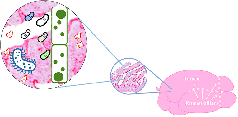 不同类型和大小的图1 -微生物存在于牛的瘤胃(左)。