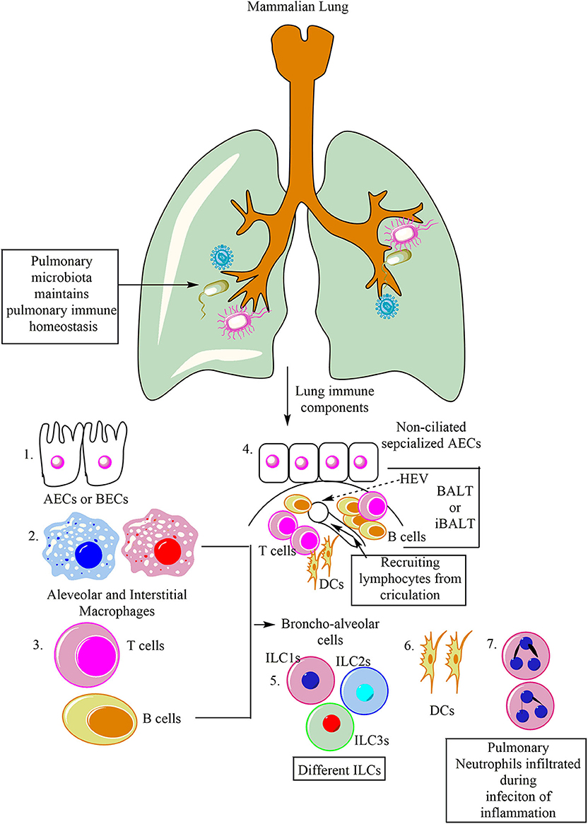 Frontiers | Pulmonary Innate Immune Response Determines the Outcome of ...