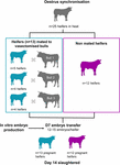 Frontiers | Effect of Exposure to Seminal Plasma Through Natural Mating ...