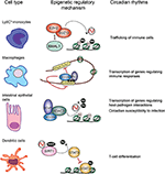 Frontiers | Circadian Regulation of Immunity Through Epigenetic ...