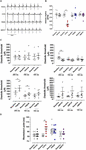 Frontiers | Inhibition of Adenosine Pathway Alters Atrial ...