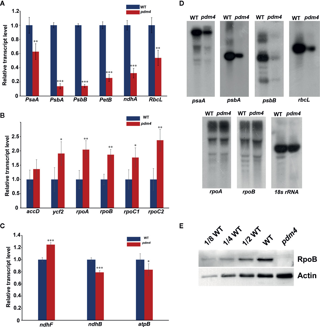 Frontiers - PDM4, a Pentatricopeptide Repeat Protein, Affects ...