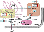 Frontiers | Metabolic Reprogramming in Triple-Negative Breast Cancer ...