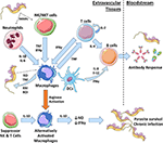 Frontiers | To the Skin and Beyond: The Immune Response to African ...