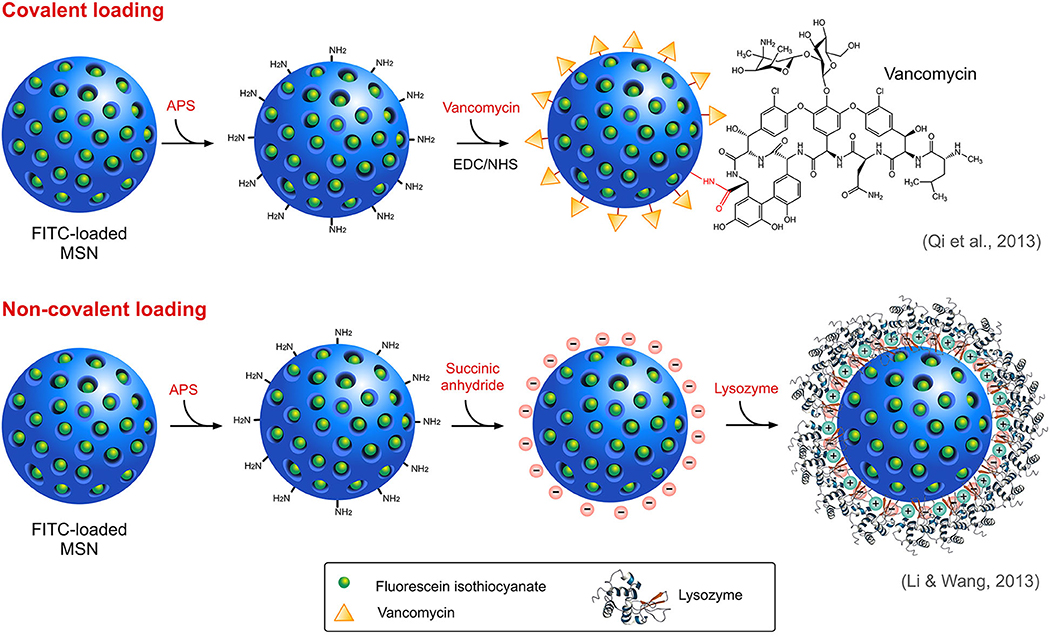 Frontiers Silica Nanoparticlesa Versatile Tool For The Treatment Of Bacterial Infections