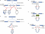 Frontiers | Non-coding RNAs in Nervous System Development and Disease ...