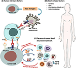 Frontiers | Mechanisms Of Cancer Resistance To Immunotherapy | Oncology