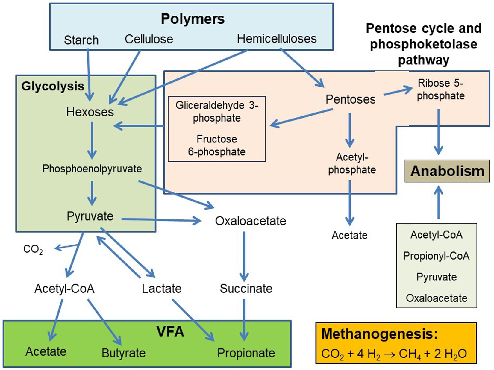 Carbohydrate Pathway