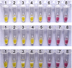 Frontiers | The Colorimetric Isothermal Multiple-Self-Matching ...