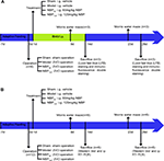 Frontiers | Dl-3-n-Butylphthalide Promotes Remyelination and Suppresses ...