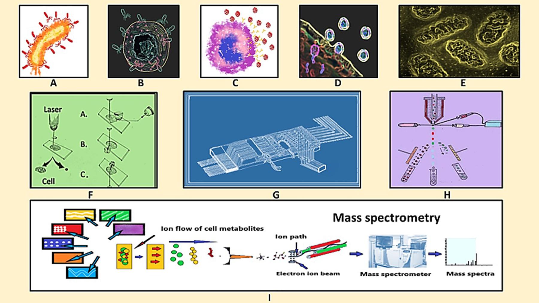 Frontiers Single Cell Metabolomics A Future Tool To Unmask Cellular Heterogeneity And Virus Host Interaction In Context Of Emerging Viral Diseases Microbiology