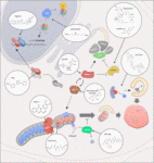 Frontiers | MitophAging: Mitophagy in Aging and Disease | Cell and ...