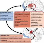 Frontiers | Subcortical Dopamine and Cognition in Schizophrenia ...