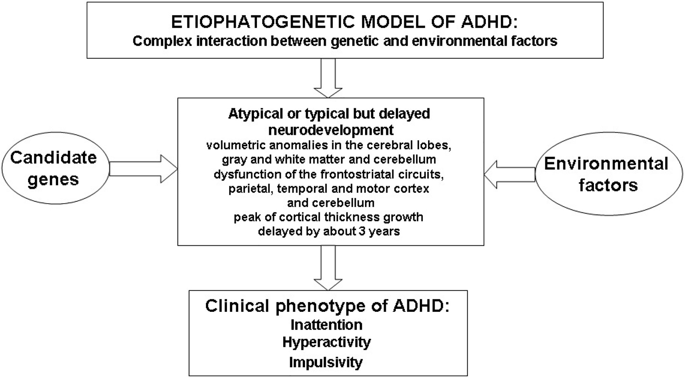 Frontiers New Insights On The Effects Of Methylphenidate In Attention Deficit Hyperactivity 3605