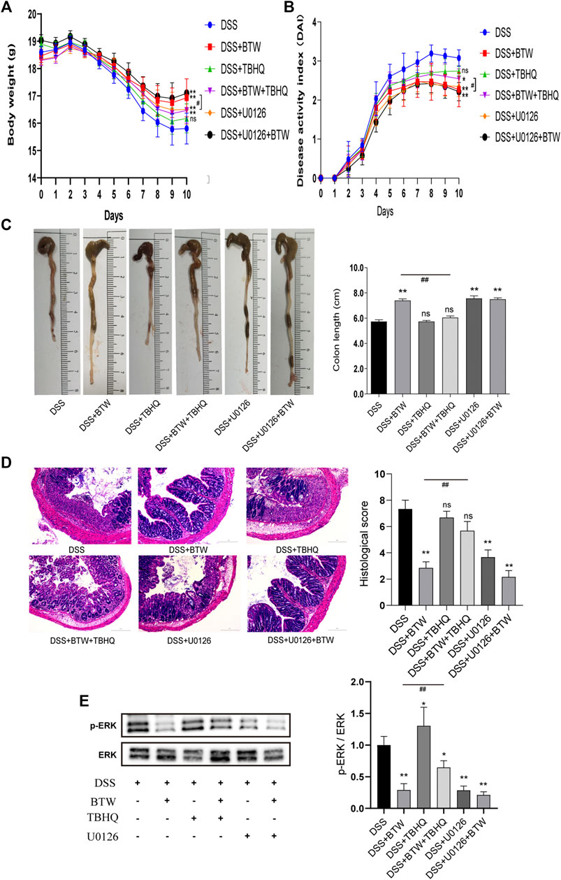 Frontiers | Baitouweng Decoction Ameliorates Ulcerative Colitis in Mice ...