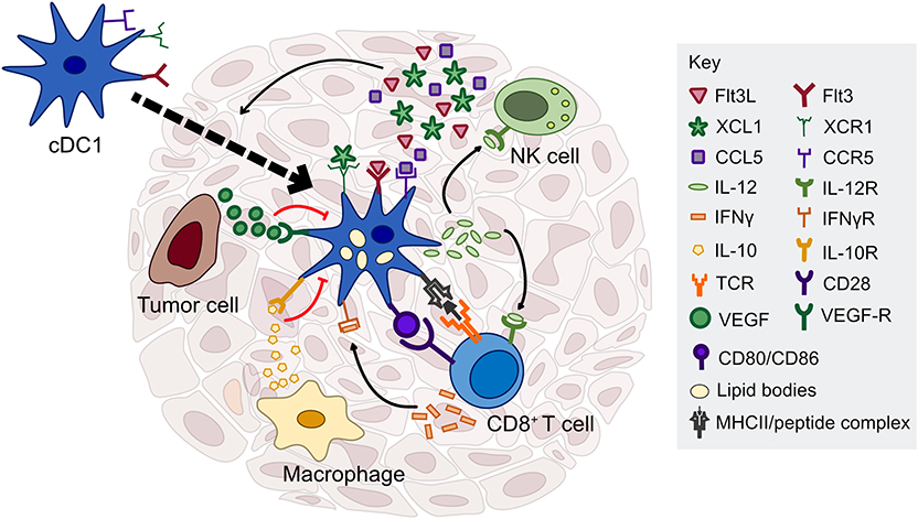 Frontiers Dendritic Cells And Their Role In Immunotherapy Immunology