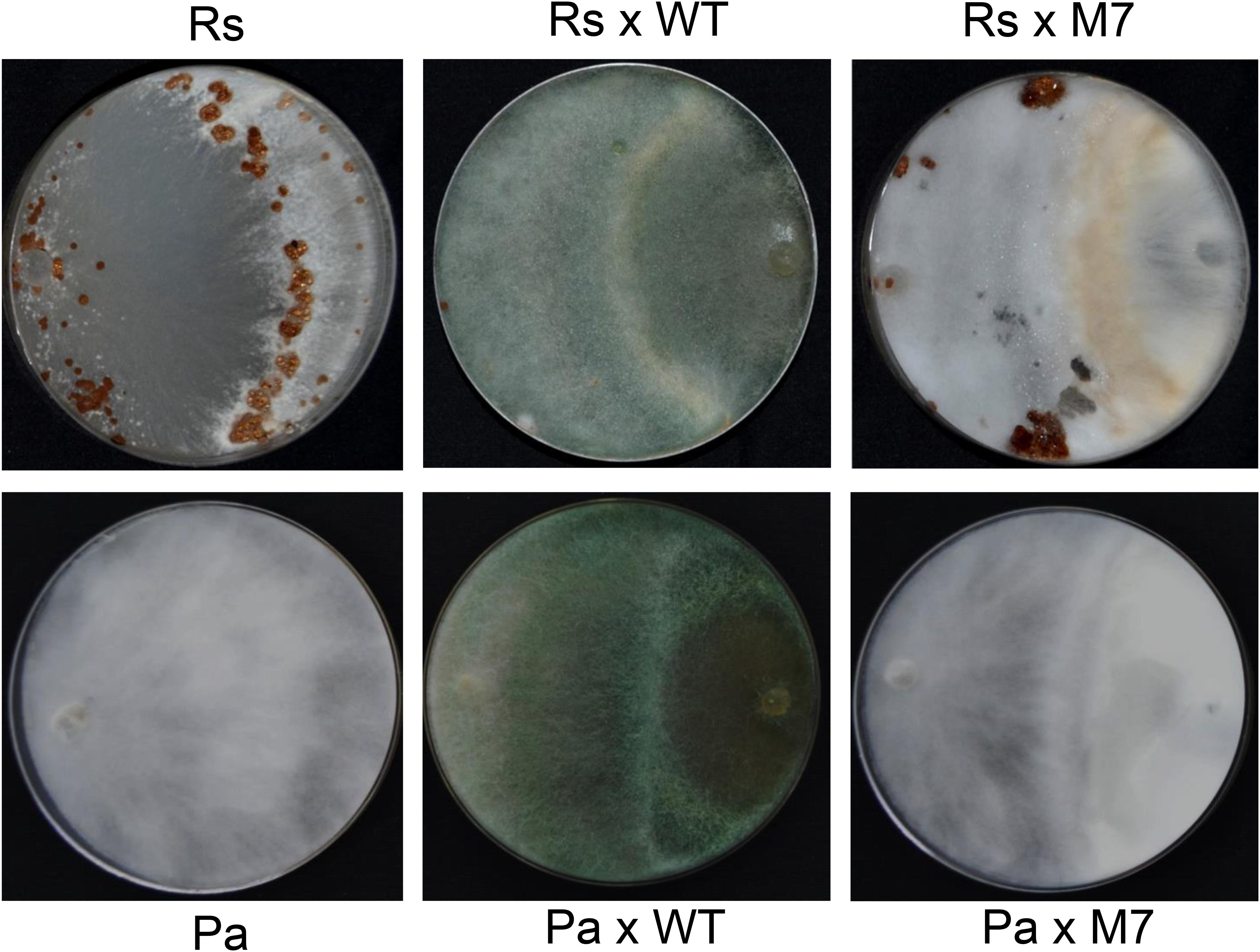 Frontiers Whole Genome Sequencing Reveals Major Deletions In The Genome Of M7 A Gamma Ray Induced Mutant Of Trichoderma Virens That Is Repressed In Conidiation Secondary Metabolism And Mycoparasitism Microbiology