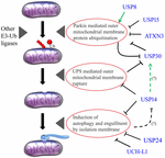 Frontiers | Deubiquitinating Enzymes in Parkinson’s Disease | Physiology