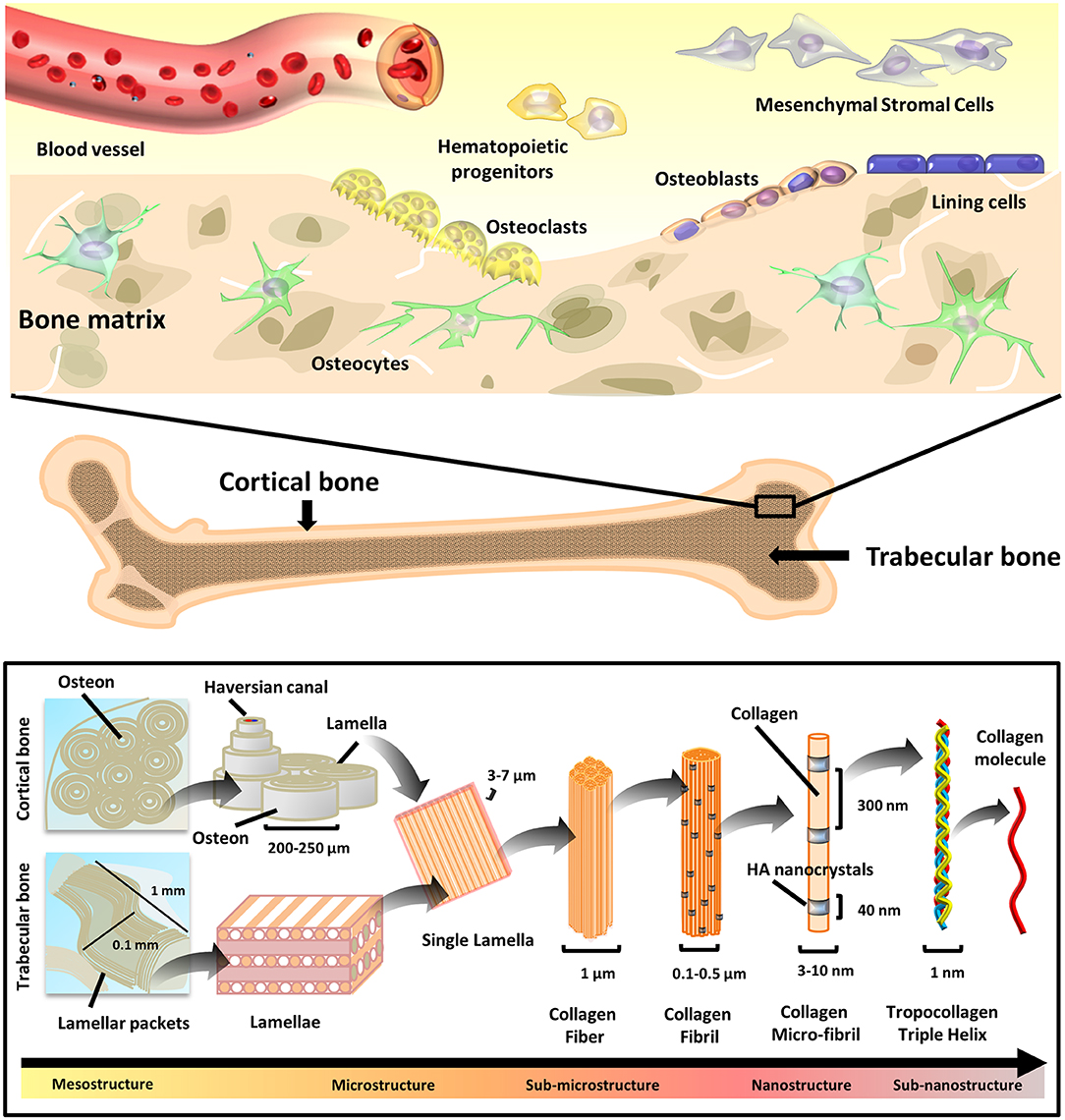 Frontiers Natural Polymeric Scaffolds In Bone Regeneration Bioengineering And Biotechnology