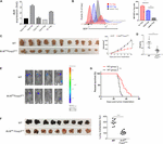 Frontiers | Bcl6 Preserves the Suppressive Function of Regulatory T ...