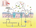 Frontiers | Interactions Between Gut Microbiota, Host, and Herbal ...