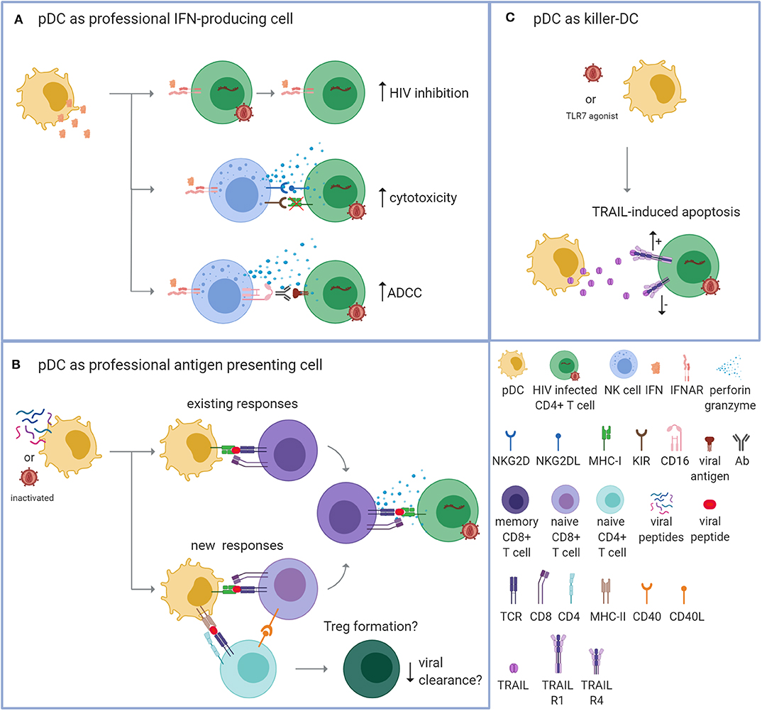 Frontiers Plasmacytoid Dendritic Cells As Cell Based Therapeutics A 