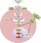 Frontiers | Molecular Mechanisms Of Adipogenesis: The Anti-adipogenic ...