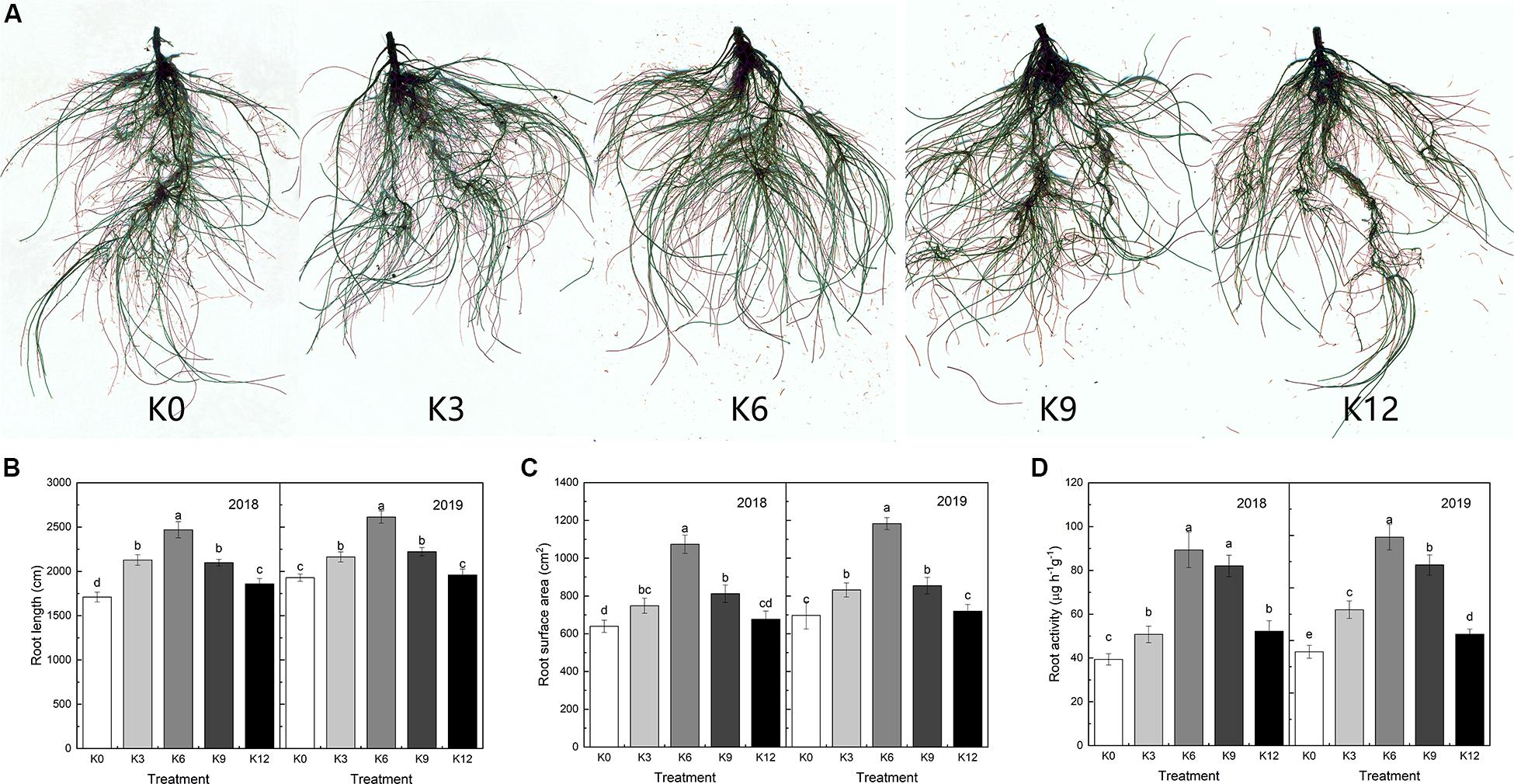 Frontiers Effects Of Potassium Levels On Plant Growth Accumulation And Distribution Of Carbon And Nitrate Metabolism In Apple Dwarf Rootstock Seedlings Plant Science