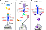 Frontiers | Drosophila as a Model Organism in Host–Pathogen Interaction ...