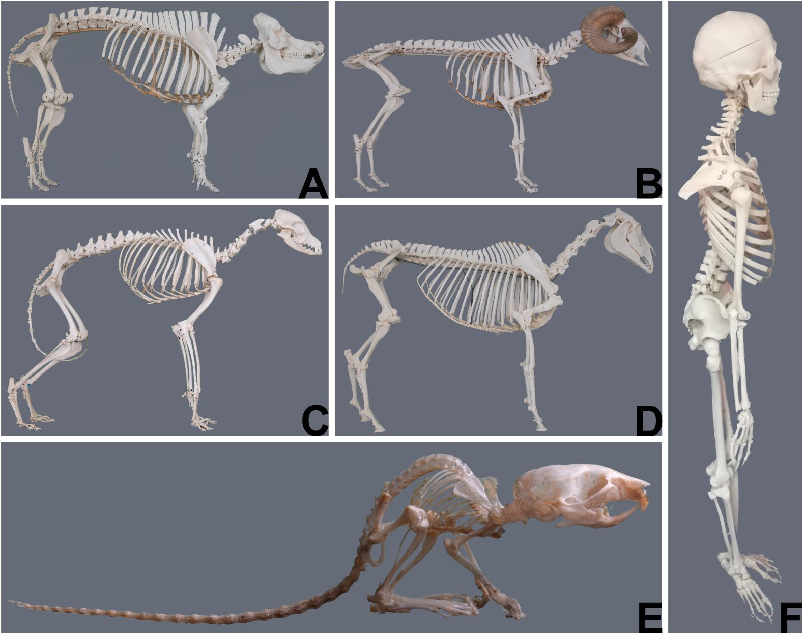 Skeletal abnormality in dogs and cats