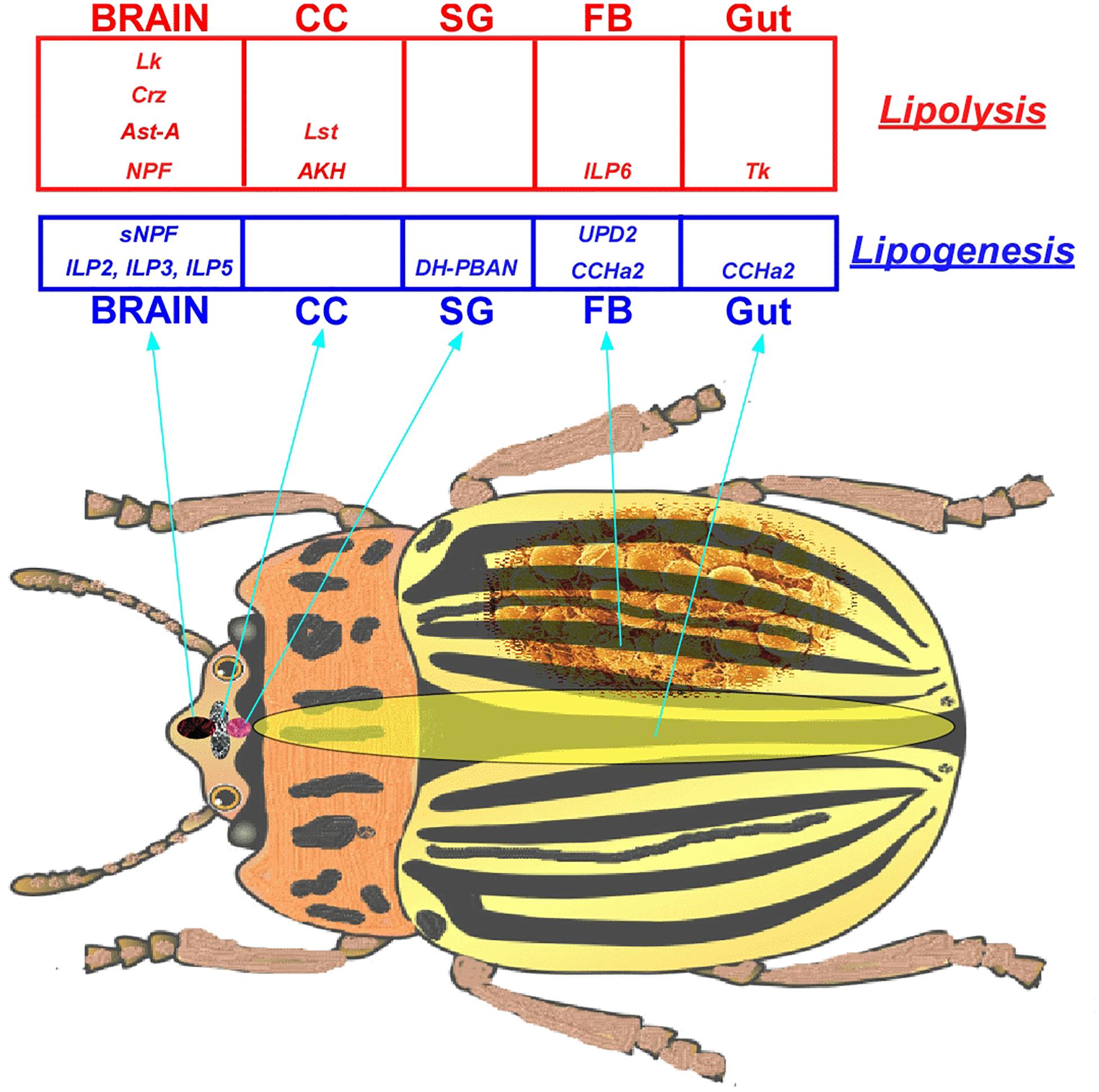 Frontiers  The Role of Peptide Hormones in Insect Lipid Metabolism