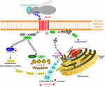 Frontiers | The Role of Peptide Hormones in Insect Lipid Metabolism ...