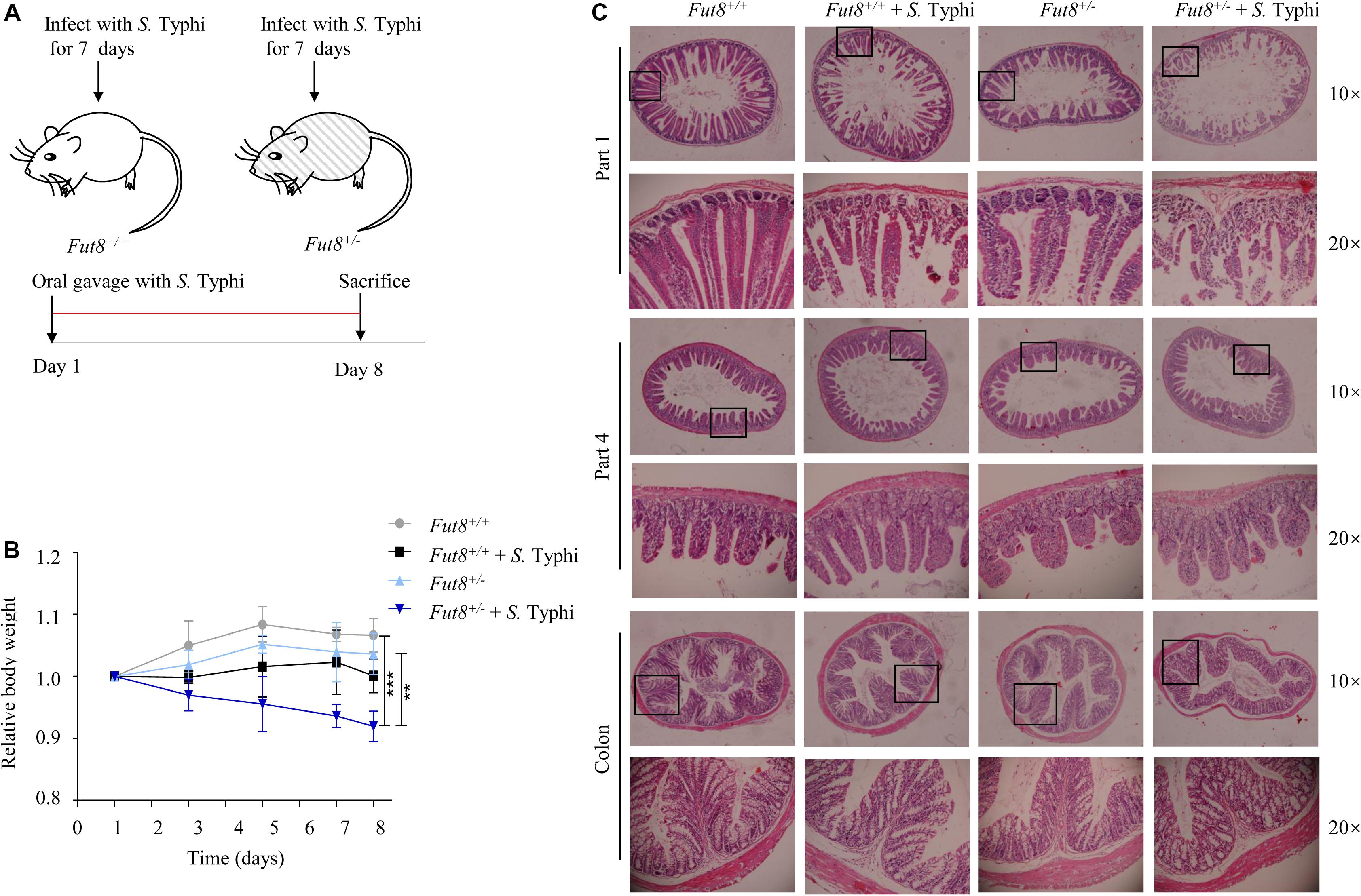 Frontiers | Core Fucosylation of Intestinal Epithelial Cells Protects ...