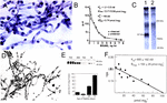 Frontiers | The Isolated Brain Microvessel: A Versatile Experimental ...