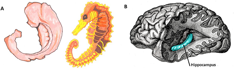 图2 - (A)海马体在希腊语中的意思是“海马”，因为这个大脑区域的形状与海马的形状相似(插图:Shira Derdikman)。