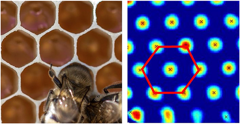 图5 -网格单元的功能类似于蜂巢的形状