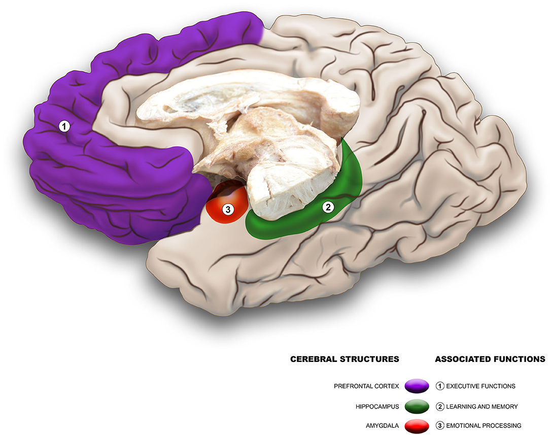 Cerebral cortex  Description, Anatomy, Function, & Disease