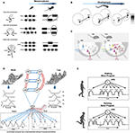 Frontiers | Emergence of Different Gaits in Infancy: Relationship