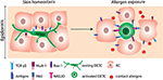 Frontiers | Dendritic Epidermal T Cells in Allergic Contact Dermatitis ...