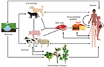 Frontiers | Use of Veterinary Vaccines for Livestock as a Strategy to ...