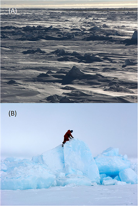 图2——北极和南极海洋的浮冰是一个不同的环境,可以很敌视的生活。