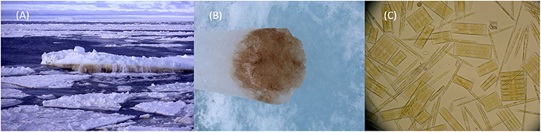 (图3)-一个积累丰富的生物染色剂的底部浮冰棕色。