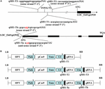 Frontiers | Improvement of the Rice “Easy-to-Shatter” Trait via CRISPR ...