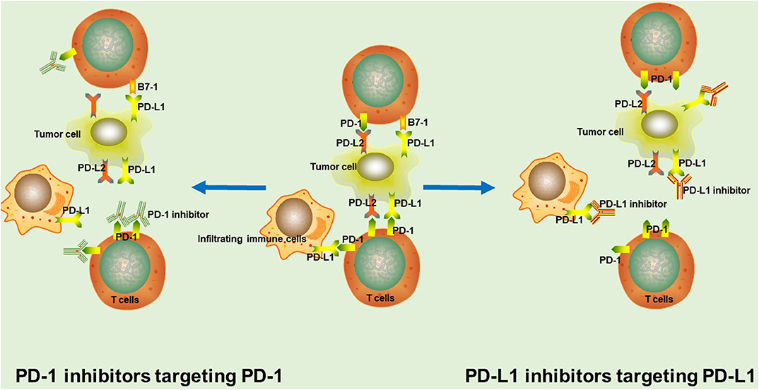 Frontiers Looking For The Optimal Pd 1 Pd L1 Inhibitor In Cancer Treatment A Comparison In Basic Structure Function And Clinical Practice Immunology
