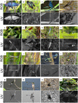 Frontiers | Diversity of UV Reflection Patterns in Odonata | Ecology ...